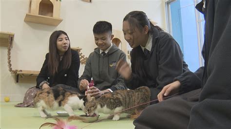 養三隻貓